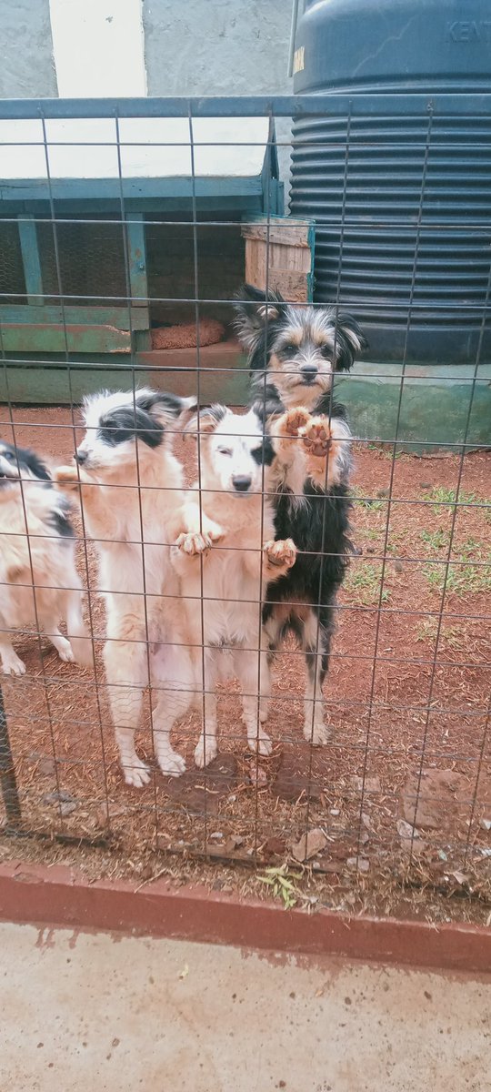 Smallzlethal's tweet image. Mnipe Doh Sasa,hawa washakuwa!!  #Maltese 

DM or call/text 0718095895