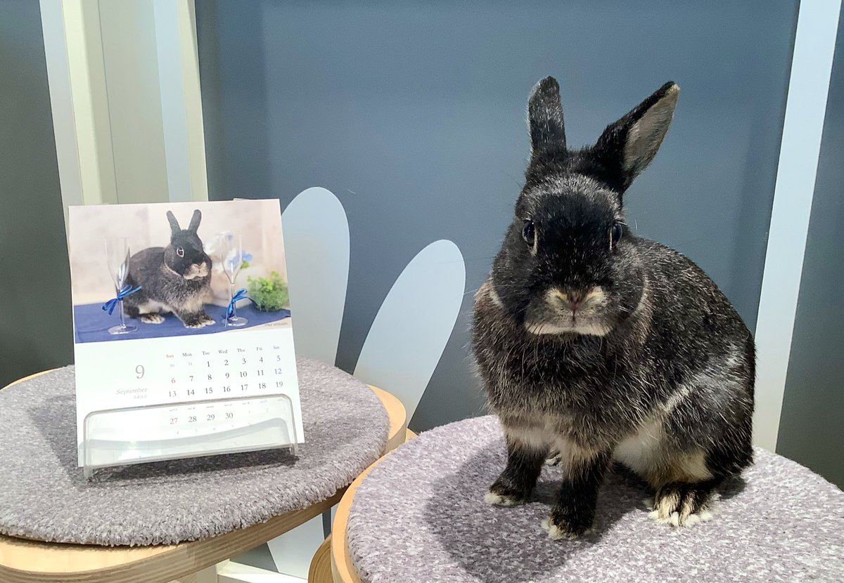 うさぎのしっぽ横浜店 on X