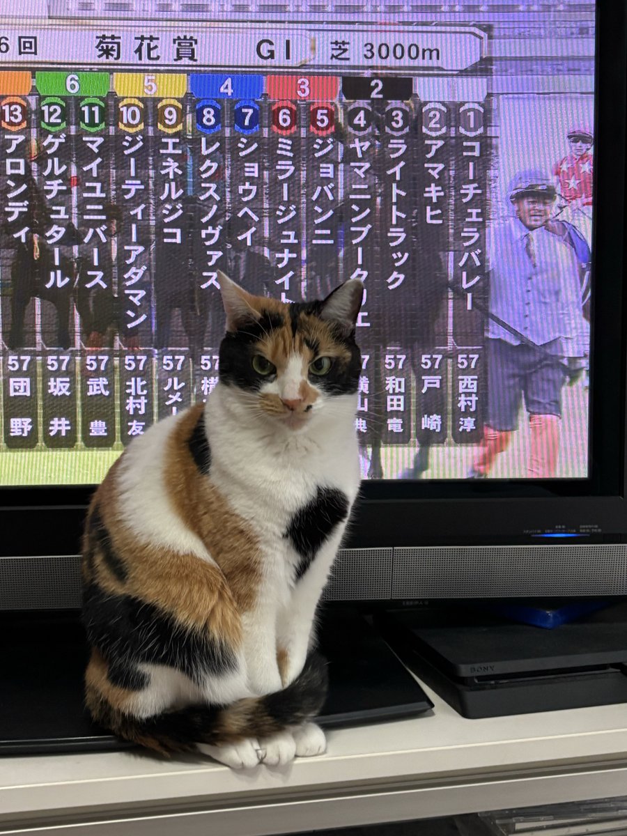 猫のミーニャちゃんねる on X