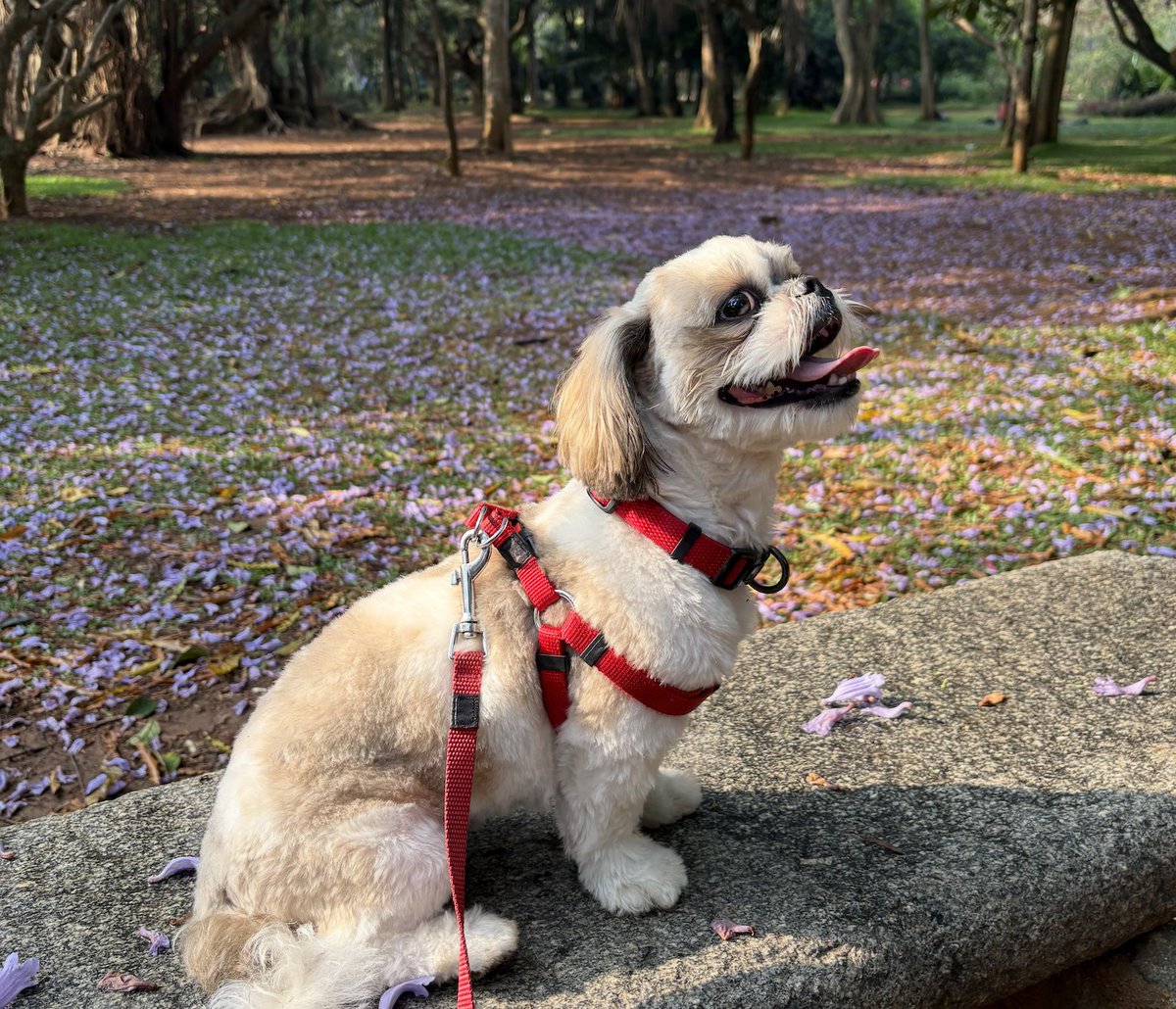 barney turns 2 today 🎂 

he justifies his name btw (total rizzler)