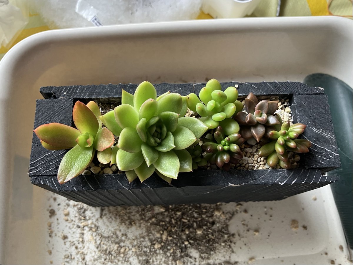 しま・D'sGuyz on X