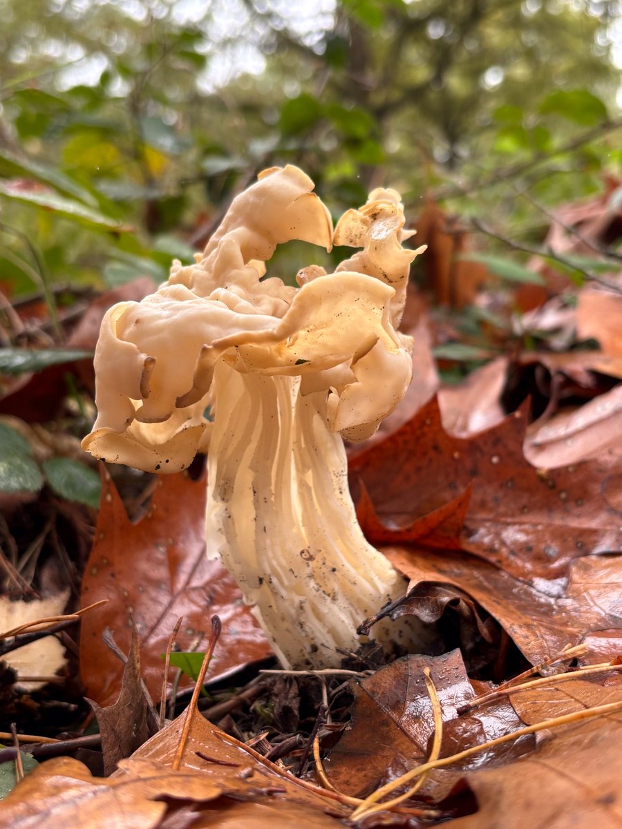 Goedemorgen. Kijk nou wat ik gisteren zag: de witte kluifzwam. Ik vind hem mooi. Fijne zondag ik ga weer werken. #natuur #paddenstoelen #FungiFriends
