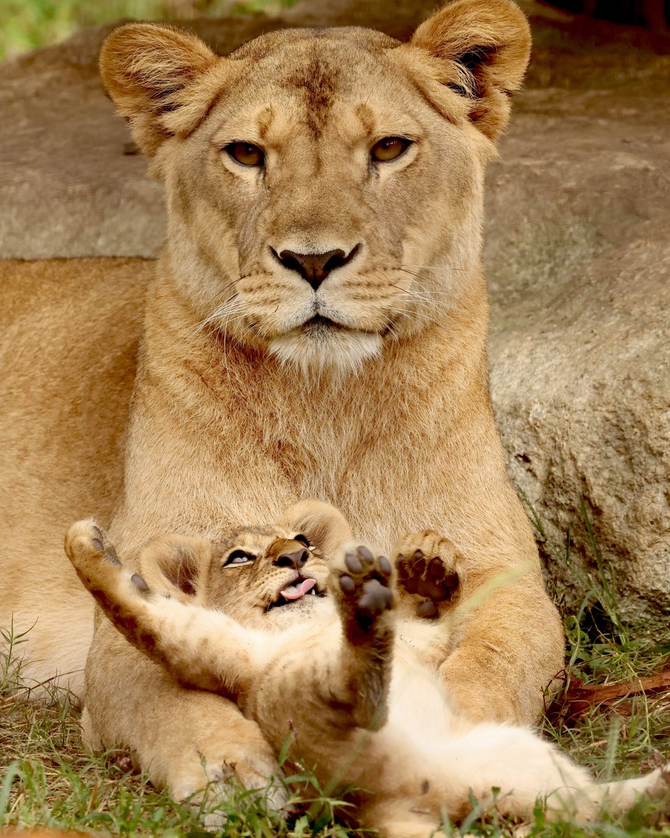 しばライオンページ 12946 1 リトル・ライオン 200ピース | お子様向けパズル