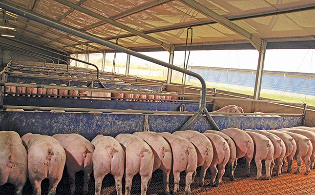 Agronomme_'s tweet image. PIG FARMING: A COMPLETE BEGINNER’S GUIDE TO PROFITABLE PIGGERY MANAGEMENT 🐖

Pig farming is one of the most profitable and fast-growing livestock businesses in agriculture. With proper planning, feeding, and housing, pigs can turn into a great source of income — whether you’re…