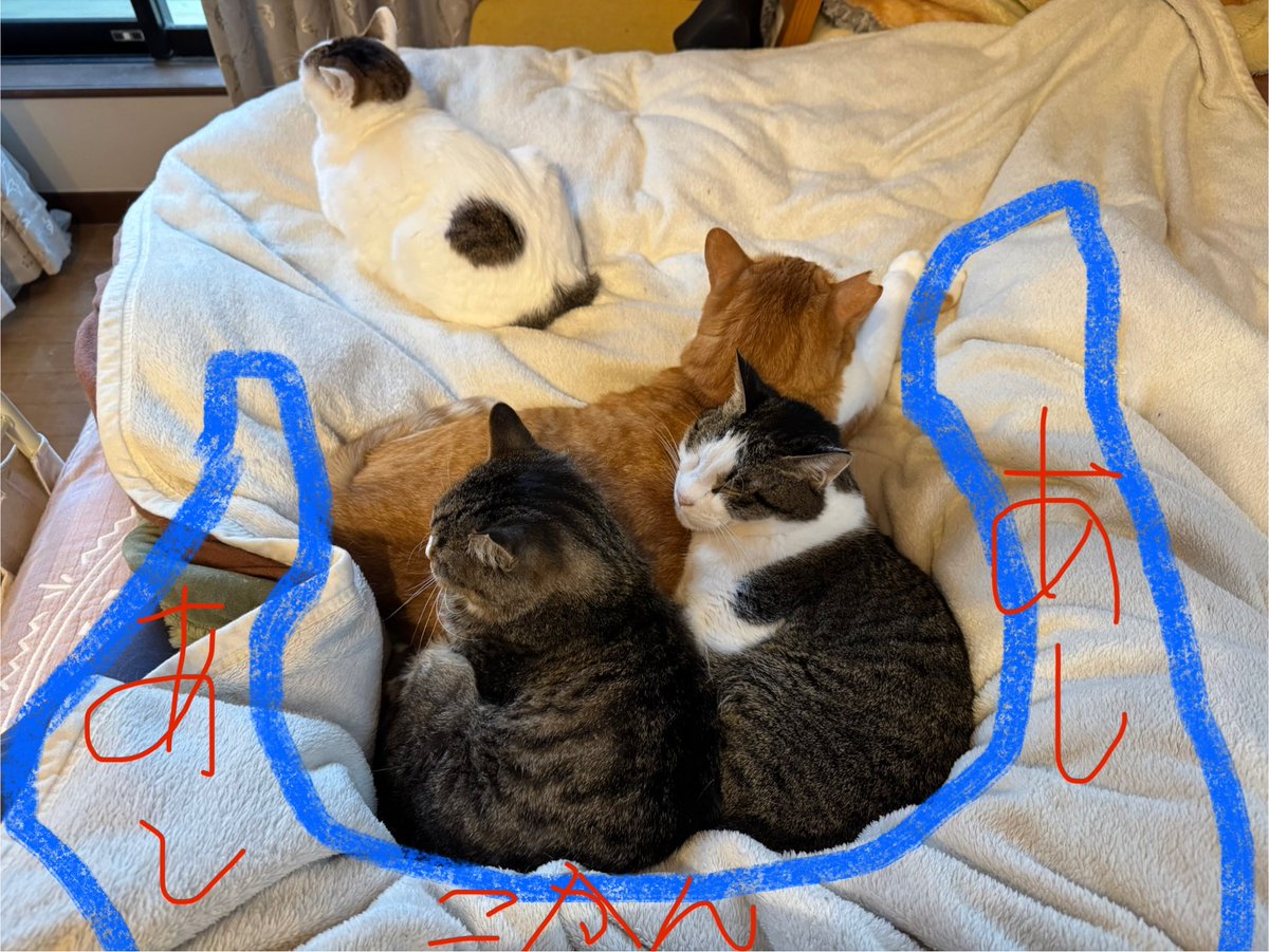 昼寝しようと布団に入ったら猫が次々と私の股をこじ開けてぬくぬくとくつろぎ始めたので股関節がしにました。かわいそうに。