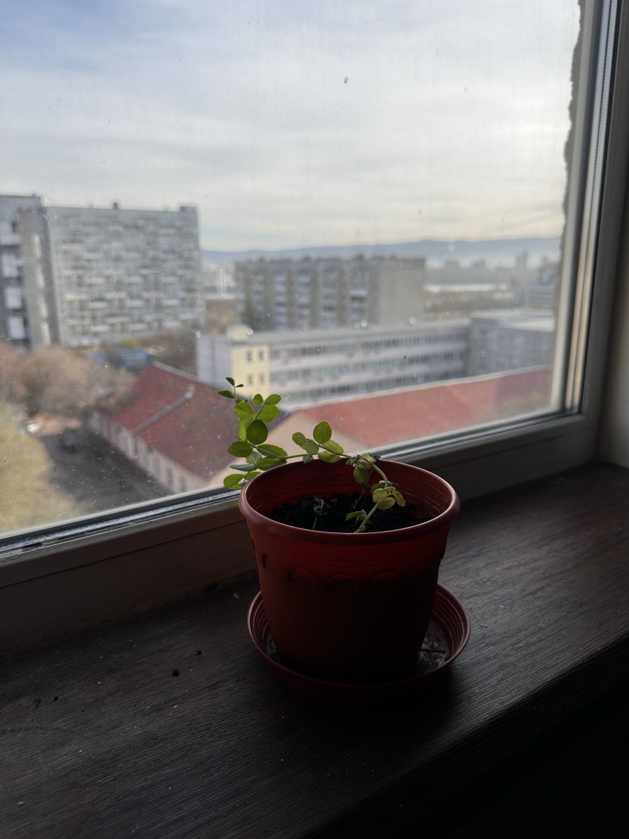 Забавы ради посадила дома горох, а он взял да вырос