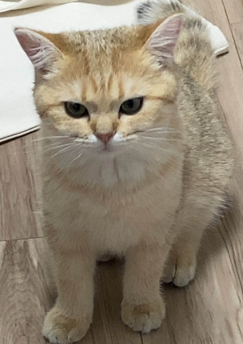 れれい🐾Vtuber (@Rerei_V) / Posts / X