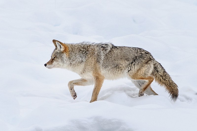 [🔗](api.tinyfox.dev/hourly/yotes/3…)