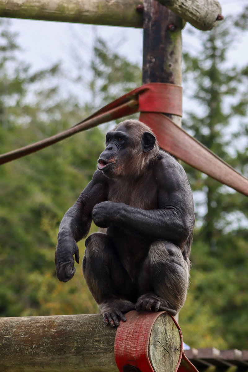 Chimpanzee Patricia is a strong-willed lady who has a lot to say for herself- at all times! Thanks to Rachael for sharing this great photo!
