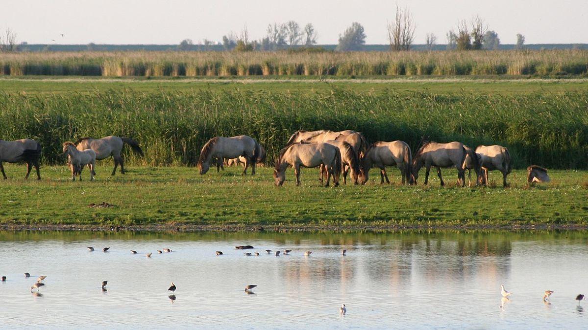 Slatefr's tweet photo. Comment le projet de réensauvagement d'un parc néerlandais a tourné au drame 👉 https://t.co/suWOLJHz4n https://t.co/lcqtMlfVCX