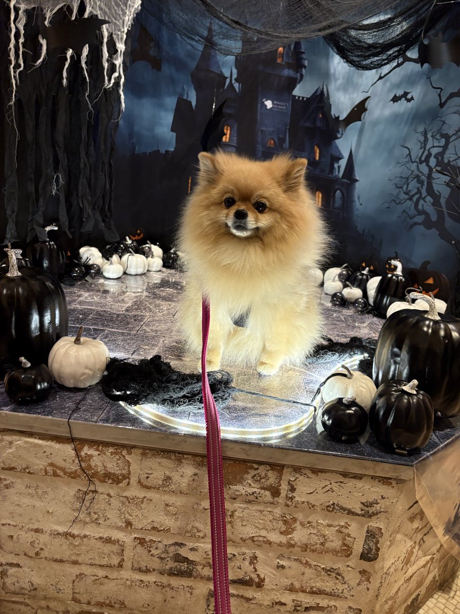 ポメラニアンの人様 maxresdefault.jpg