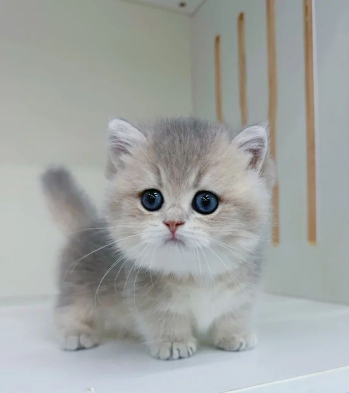 goodtoCyamate's tweet image. Name her the last thing you ate