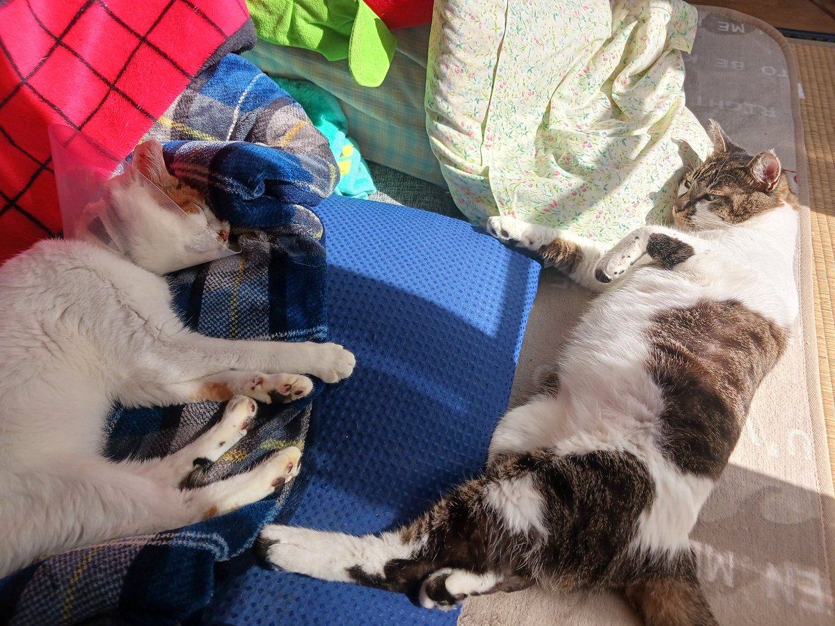 にゃー(飼い猫) (@Fl7m5NyhLHBzLcv) / Posts / X