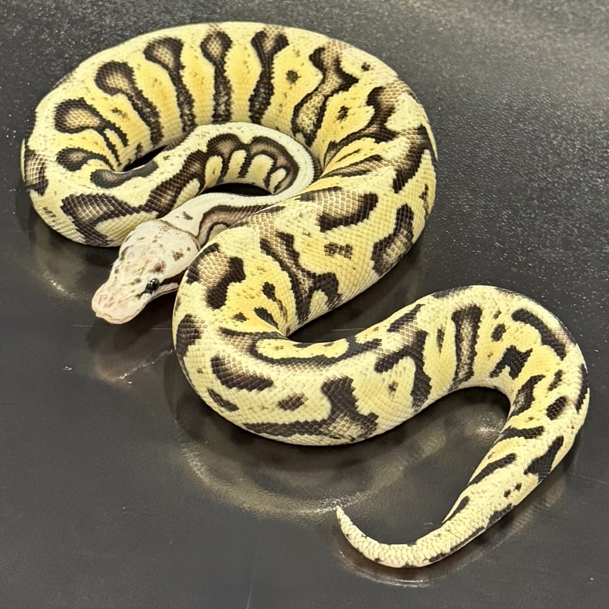 SideBCollection's tweet image. [Ball Pythons as living art]

0.1 ファイアフライ SN het エクストラジーン DG 50% het クラウン

sold

#ボールパイソン
