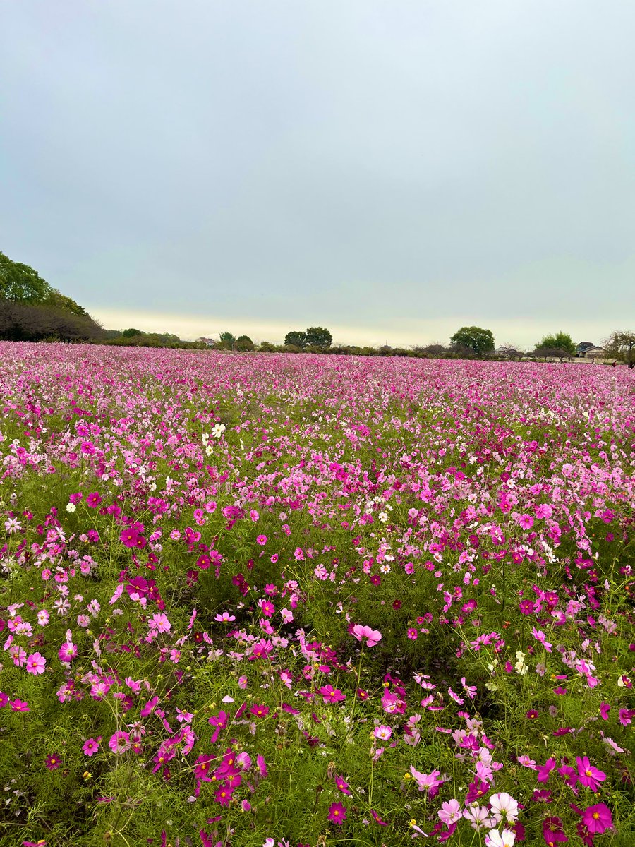 雨の日
秋桜
綺麗でした🌸