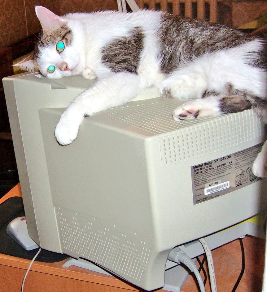 Алексея убил путин tweet media