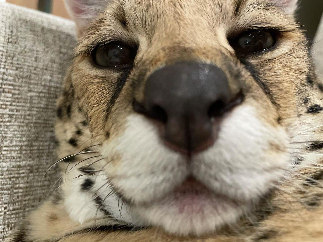Serval Every Hour! (@servaleveryhr) on Twitter photo 