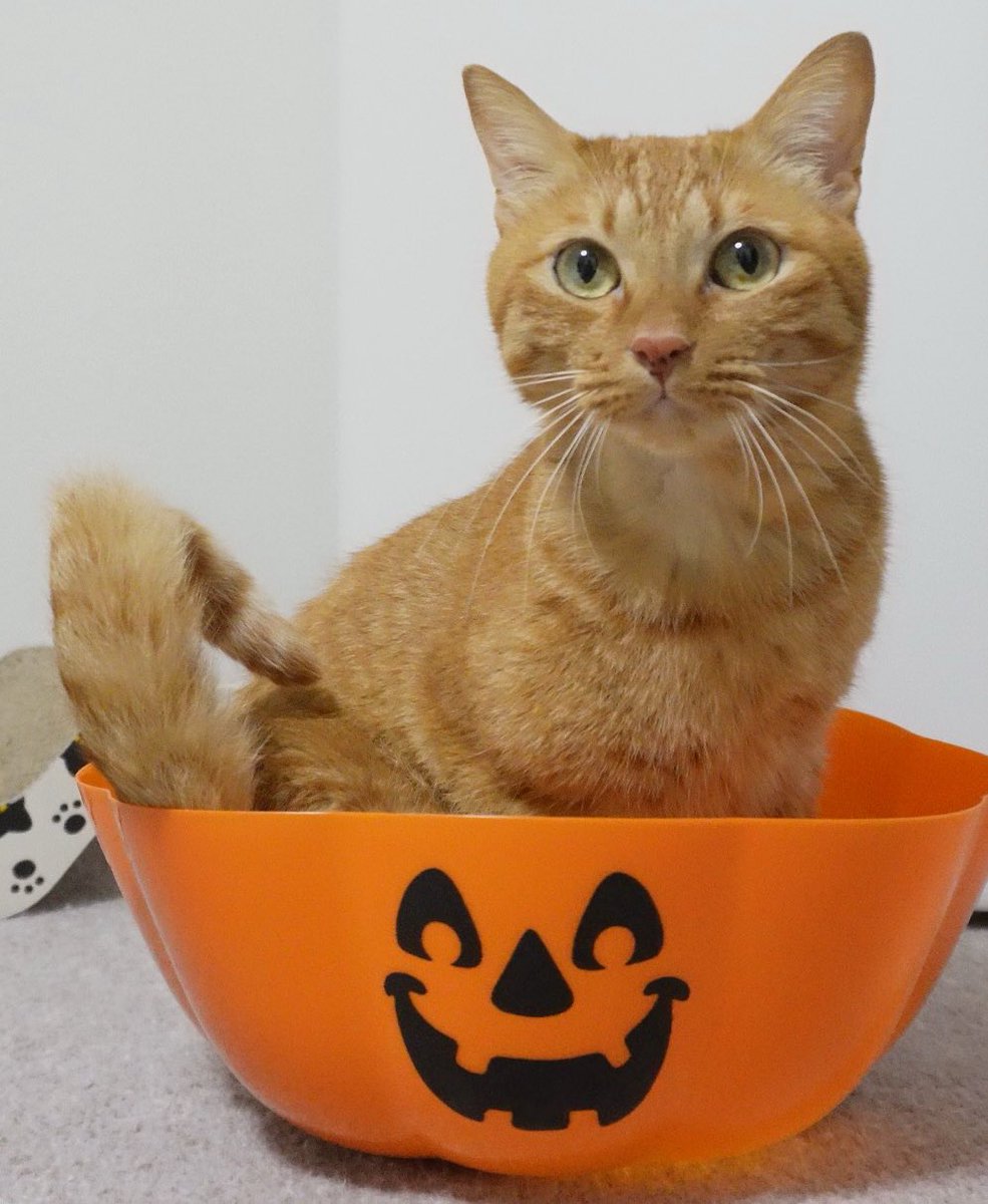 にゃんちゅー (@Nyanchu_1011) / Posts / X