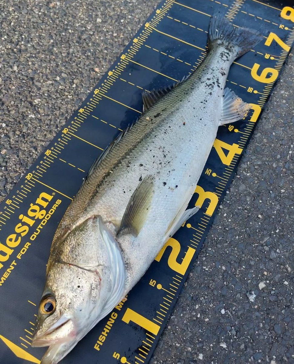 タニヒロ (@tanihiro_0817) / Posts / X