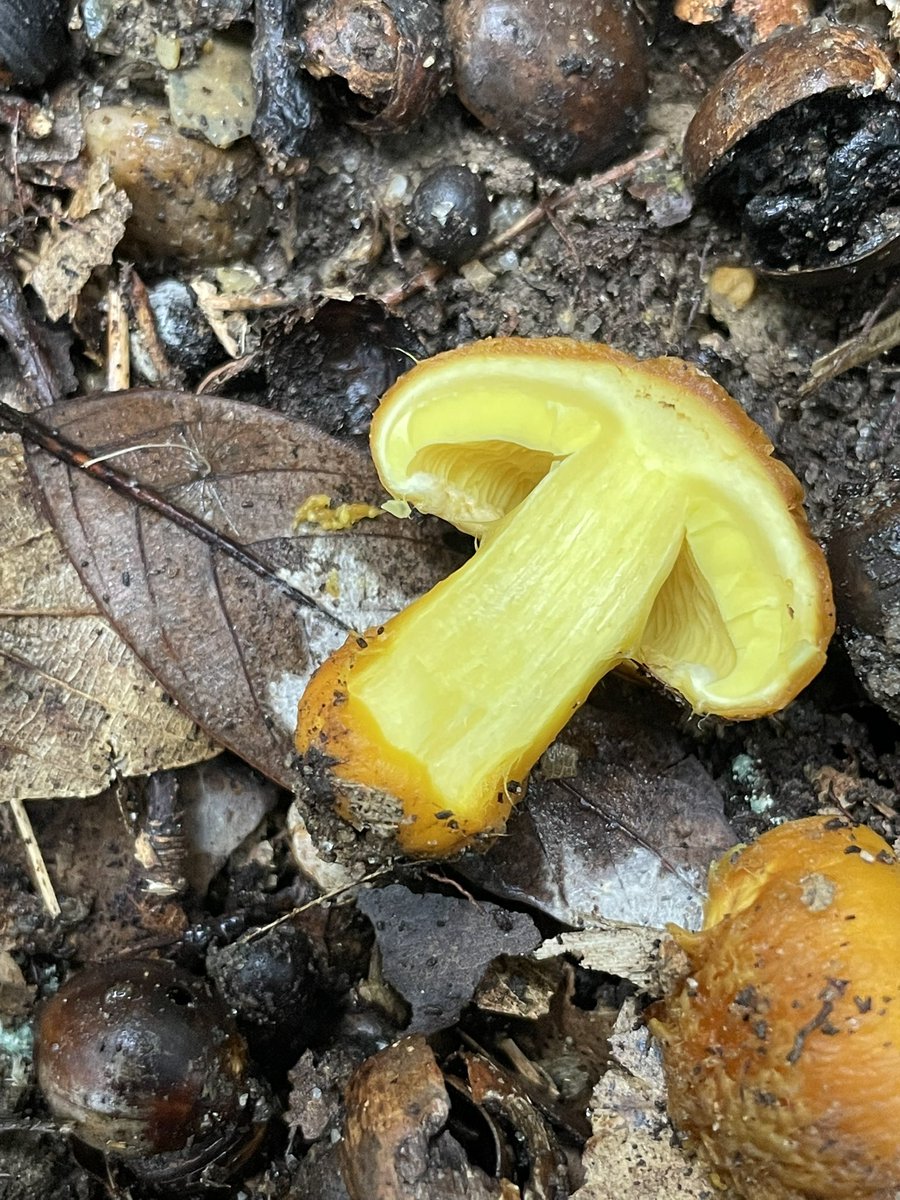 ふくちゃん (@Fuku_wlb) / Posts / X