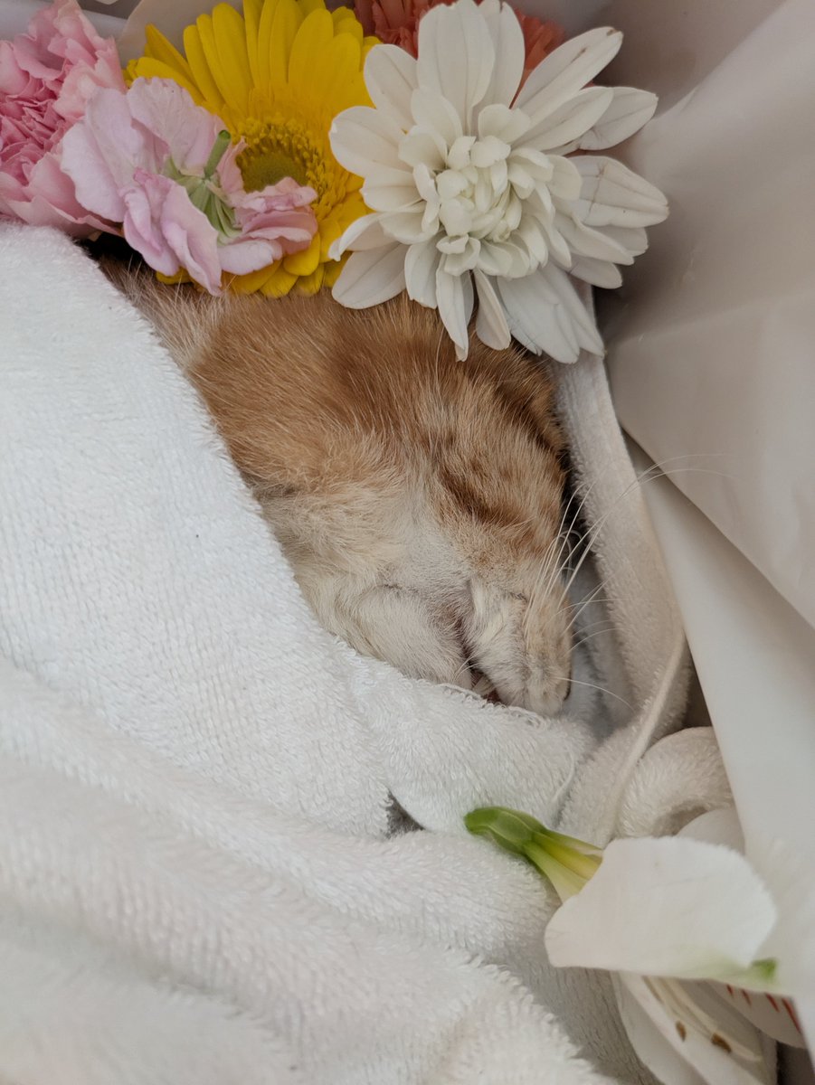 ぷちを、- We Love to the happiness there is now - on X