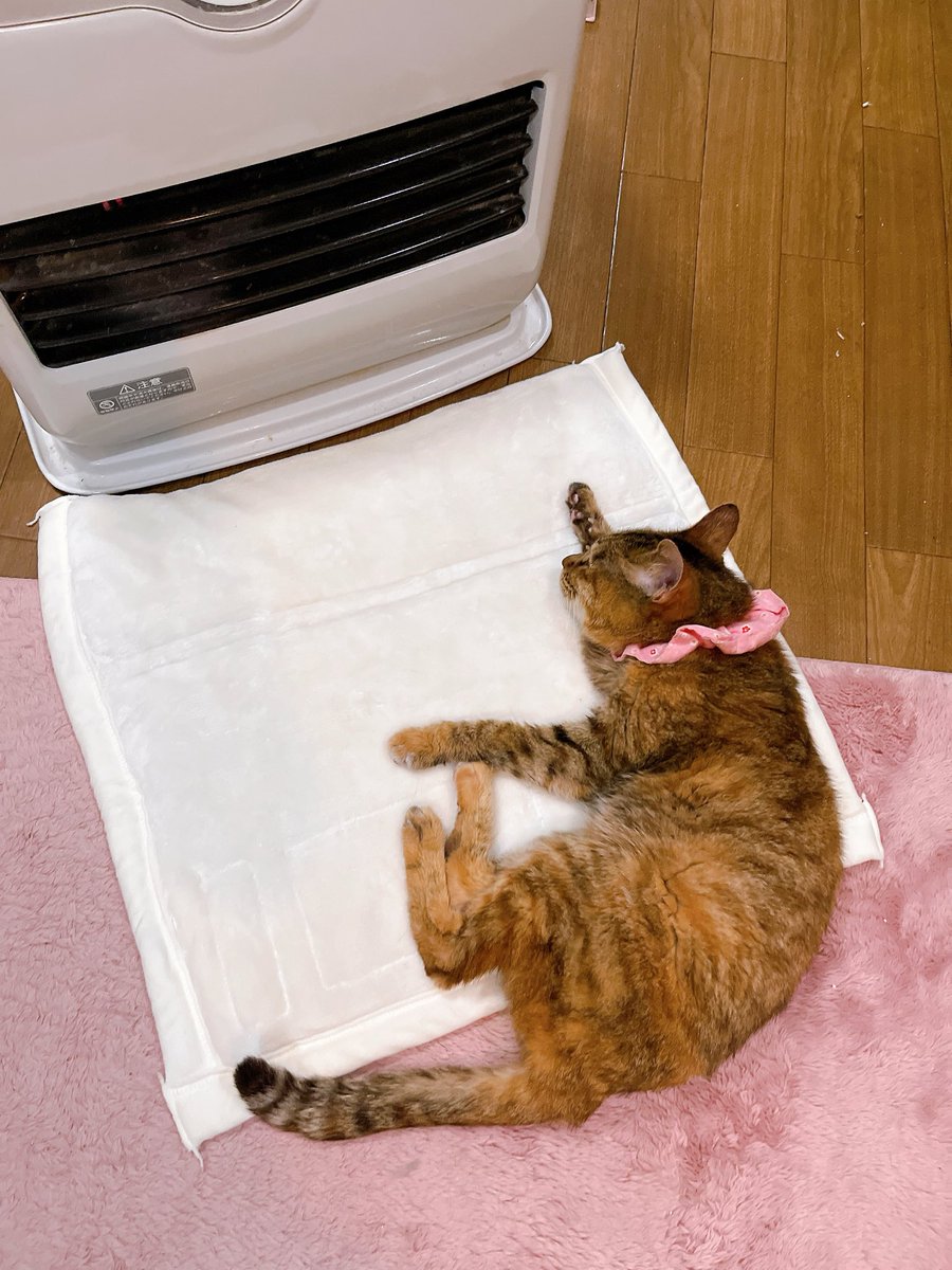 現在のミントばあちゃん☺️