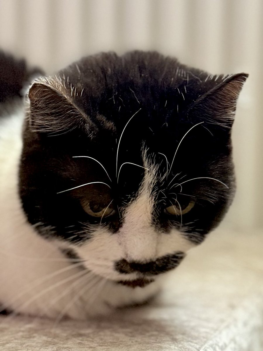 IsaMary2021's tweet image. We are looking after Eleri Celery Puddy Tat this week.  She says Hi 👋 
Eleri has been preparing her whisker eyebrows to look scary ready for Halloween.  We think they’re purrrfect!  👻🎃 #Eleri #CuteCats