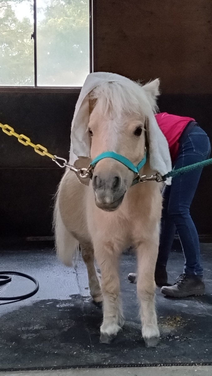 ♡チャチャ♡ ちゃちゃ 池ﾊﾛ26 on X