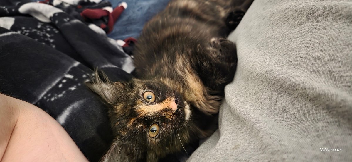 NRNexxus's tweet image. Higher quality cat pics of my cat Luna 💕💕
#cats #vtuber #catoftheday #pets