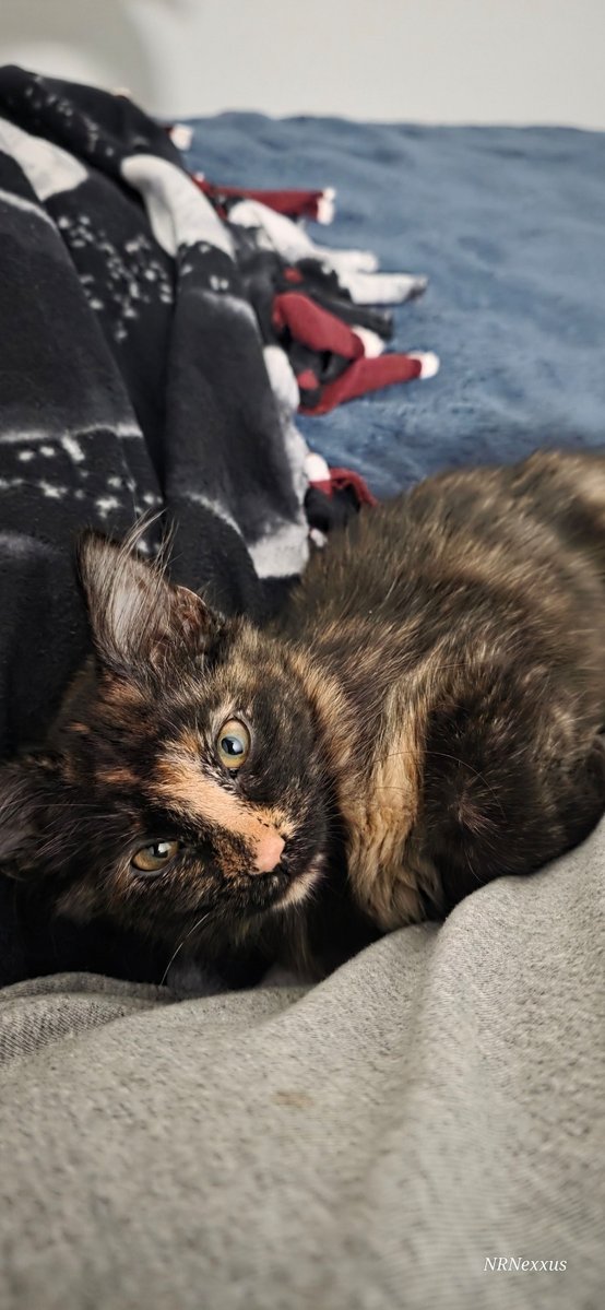 NRNexxus's tweet image. Higher quality cat pics of my cat Luna 💕💕
#cats #vtuber #catoftheday #pets