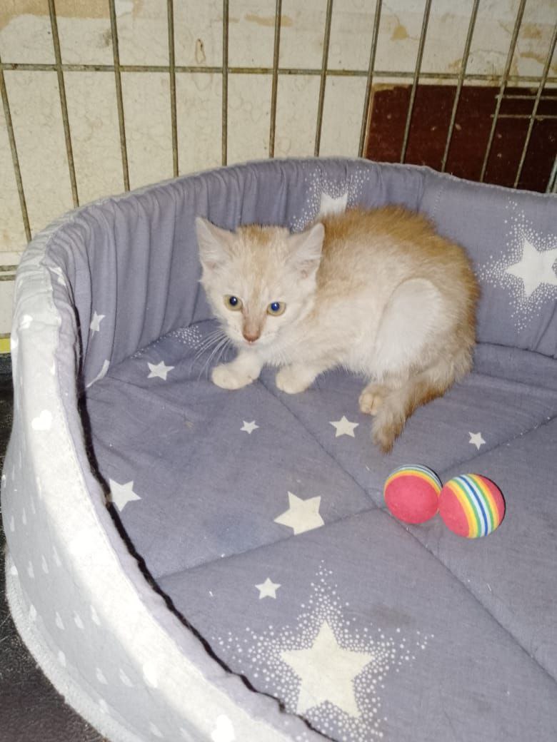 #Москва и МО
❤ Котенок Персик станет лучшим другом. 🏡 🐈
Персику три месяца. Он - общительный, ласковый, любопытный и очень аккуратный ребенок с нежным персиковым окрасом. Любит людей, нормально общается с другими кошками и хочет поскорее найти дом.