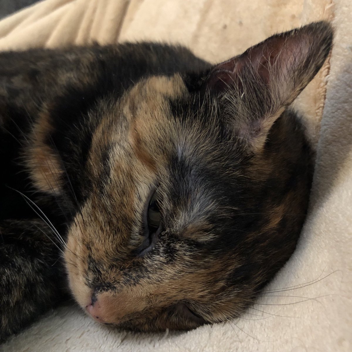 Mom is sad today. I’m doing my best to make her feel better, but I think this is going to take a team effort. Can everyone give her lots of noses to boop?