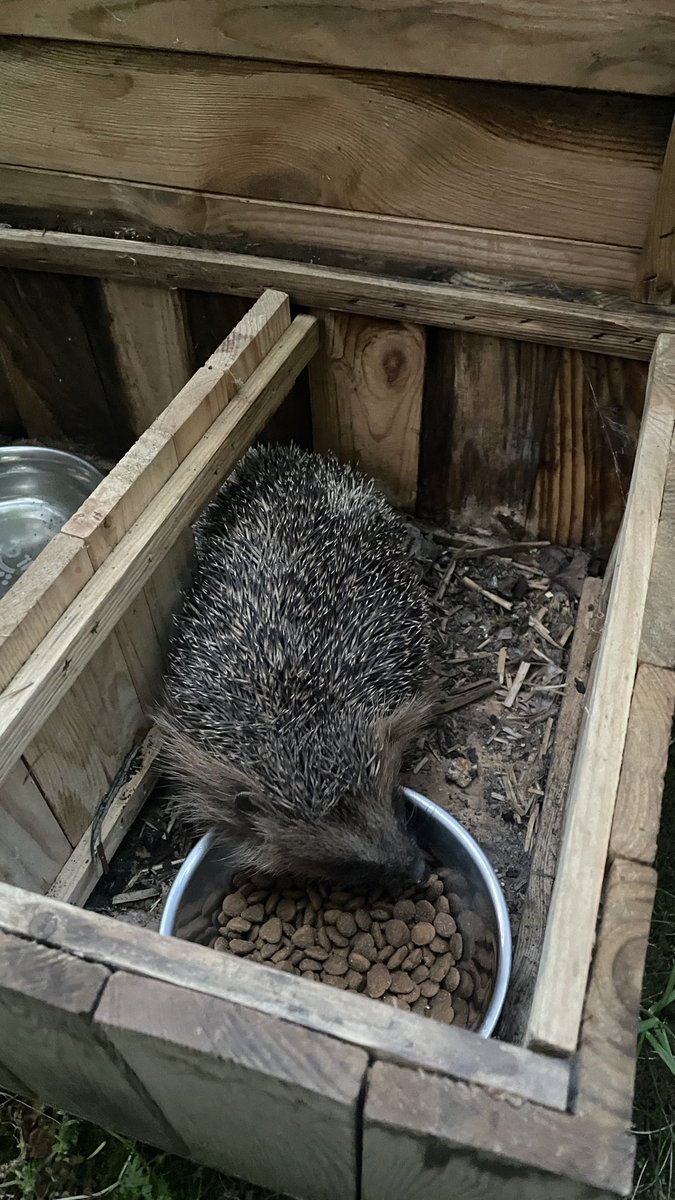 Wir haben aktuell wieder verstärkt ein Auge auf die Igel in unserer Umgebung und bitten euch das gleiche zu tun, wenn ihr könnt 🦔❤️ 
Futter und Wasser rausstellen und am allerbesten ab und an mal genau anschauen und wiegen.
Die Stachelpos und alle Pflegestellen danken es euch 🙏🏼