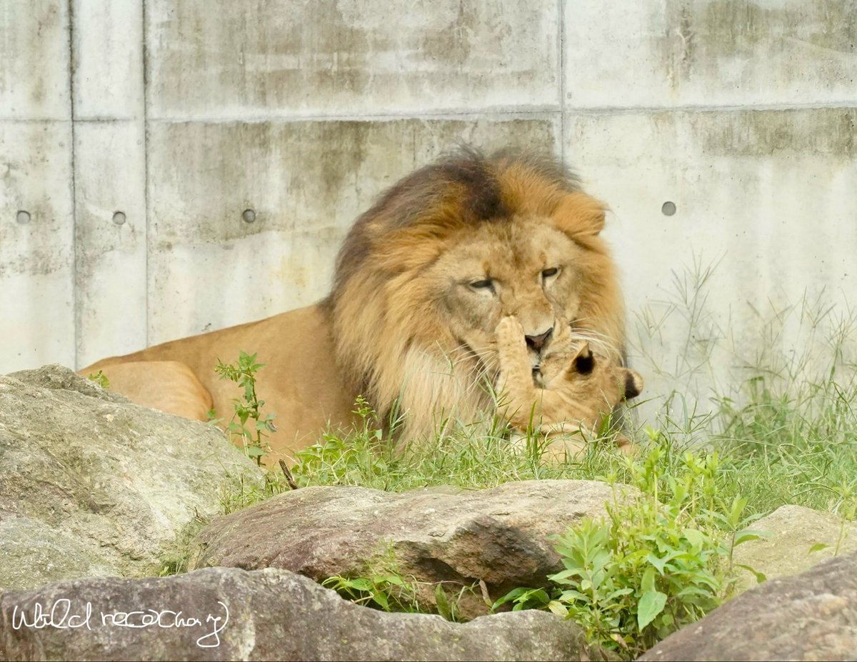 のんほいパークのライオン三つ子がXで人気、家族の日常が話題