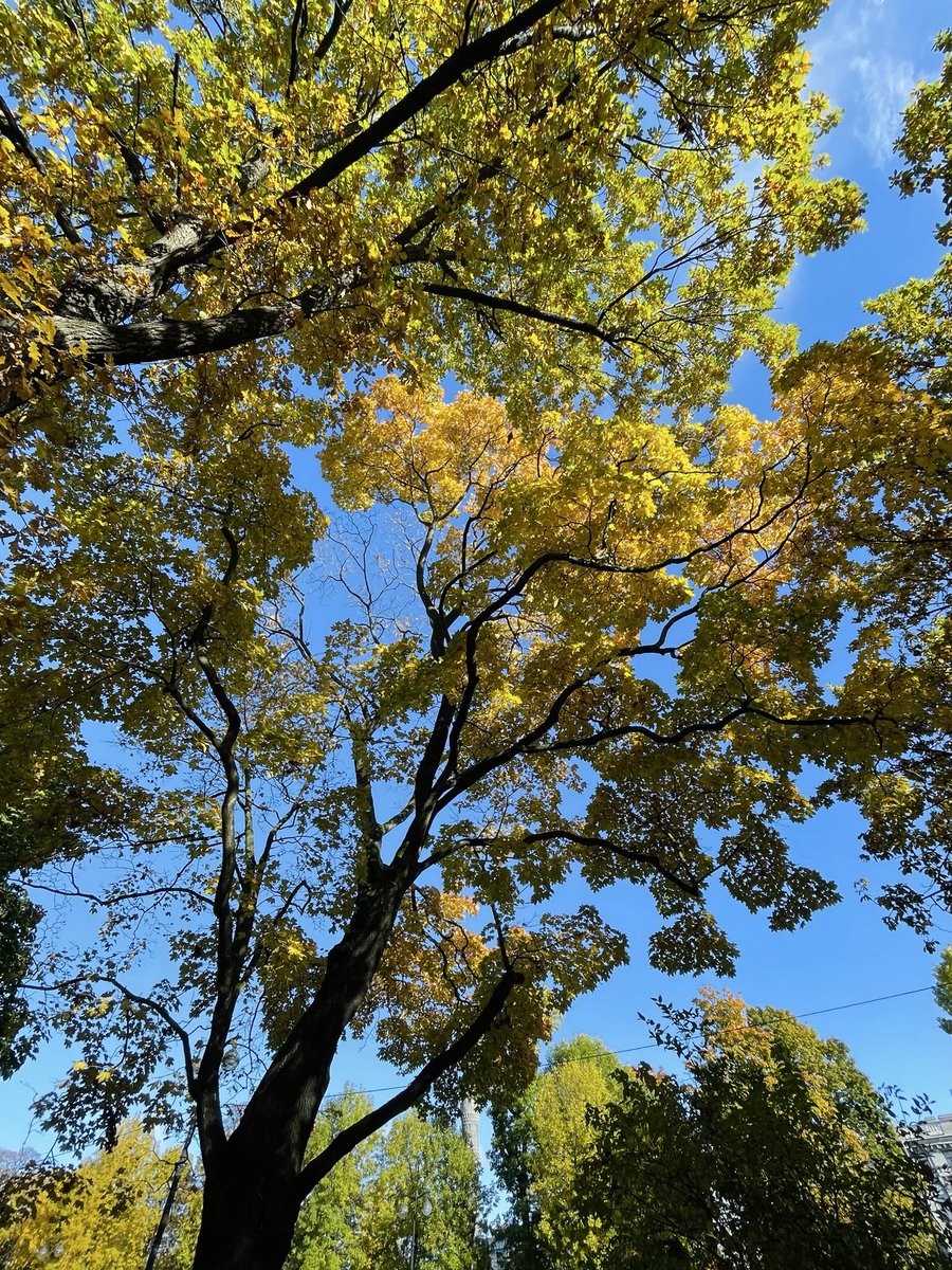 Осень, осень, 
Ну, давай у листьев спросим:
Где он, май? Вечный май.