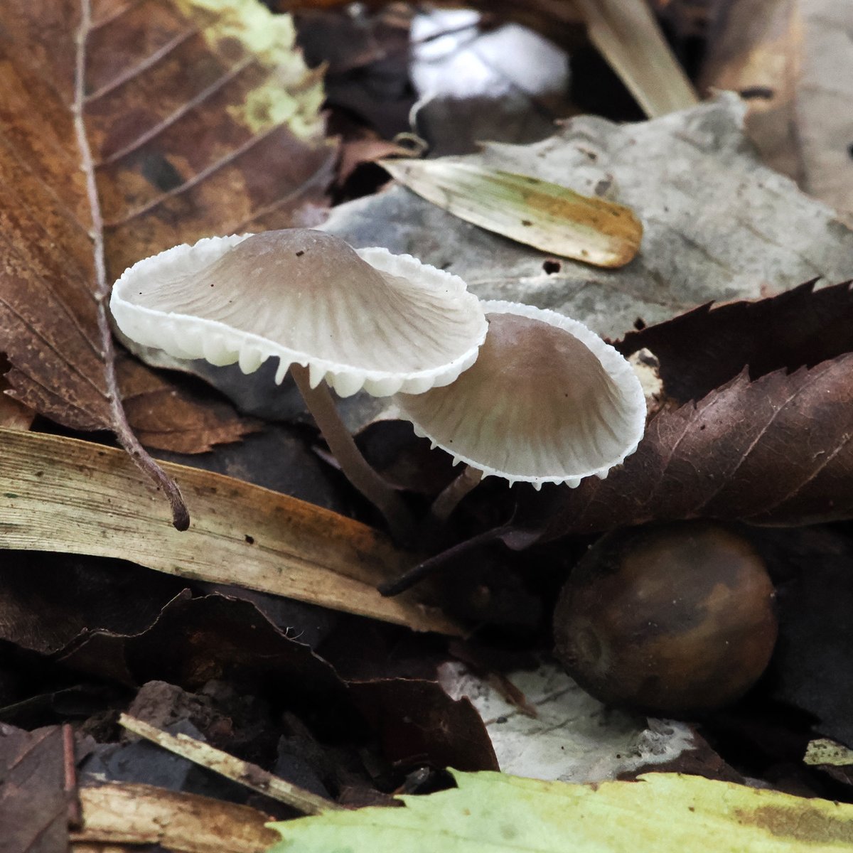 つきのこ Amazon.co.jp: 100グラム/4オンス キングオイスター