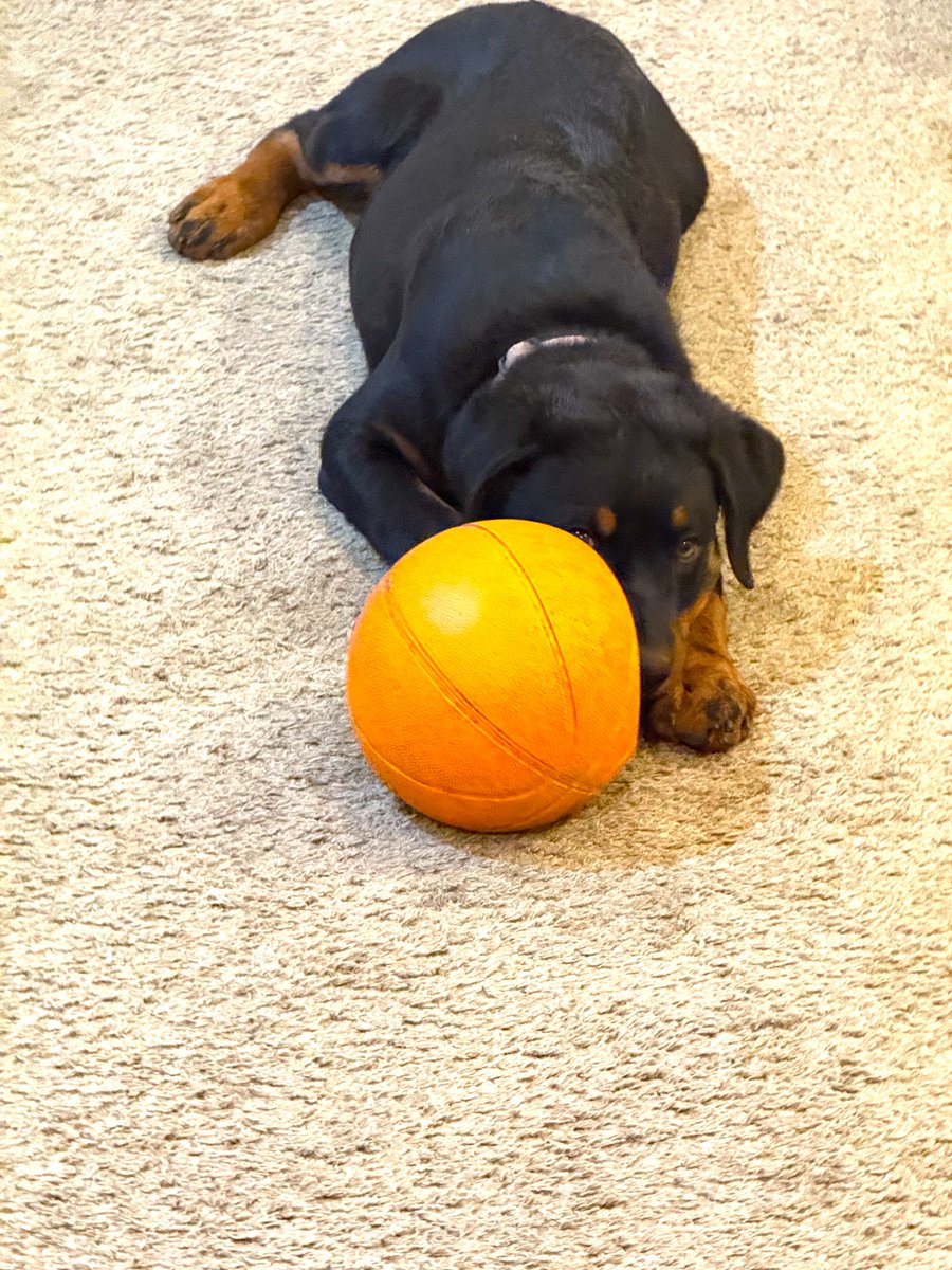 writingpis's tweet image. Same. We even named our Rottweiler pup after Aaron Gordon. Pic of our AG with his doggie basketball🏀🐾

#AaronGordon #Nuggets #DogsOfBasketball