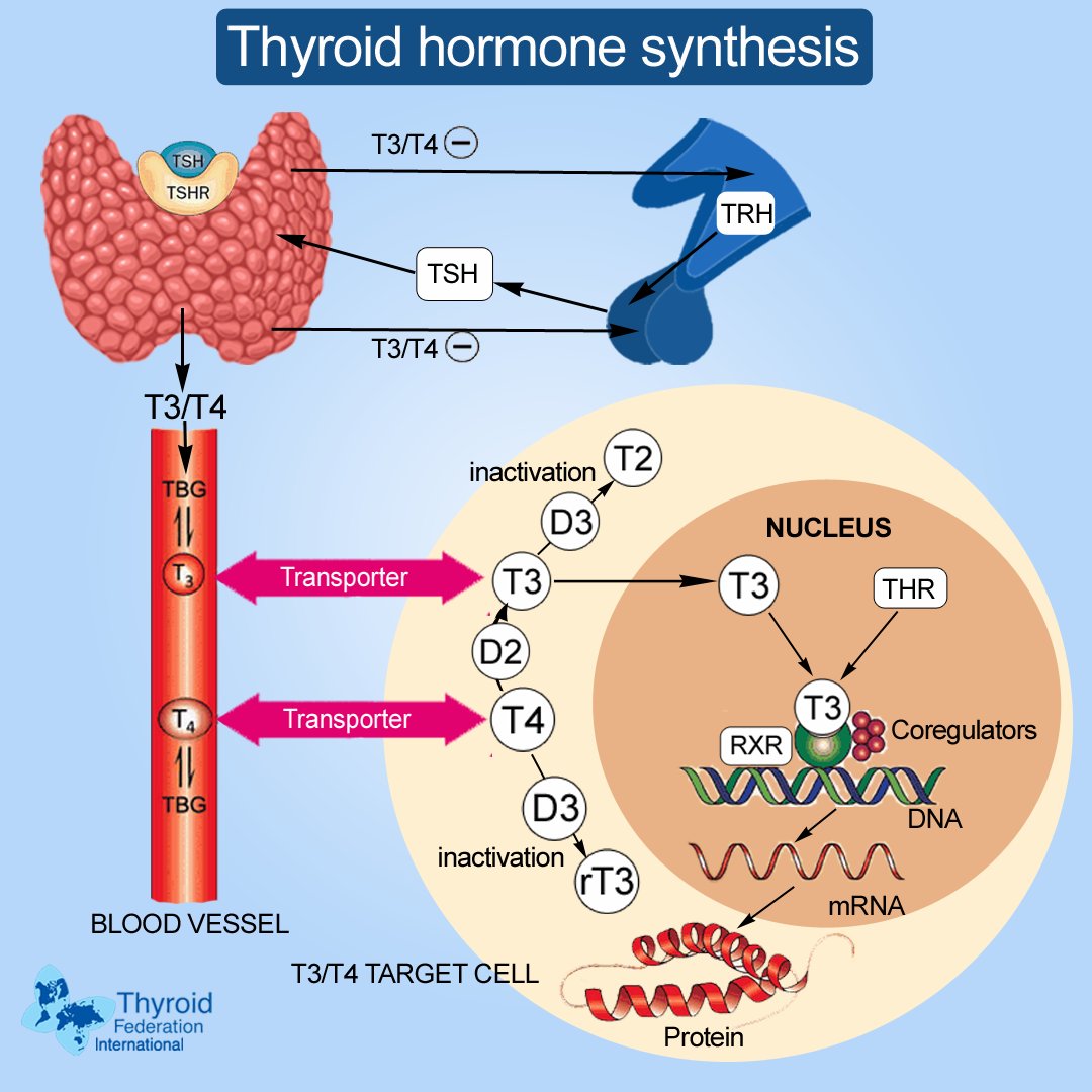 Thyroid hormones are essential for:
 
🔺Regulating metabolism and energy production
🔺Controlling appetite and body weight
🔺Managing cholesterol levels
🔺Supporting heart health
🔺Regulating menstrual cycle
🔺Ensuring proper growth and development
#thyroid