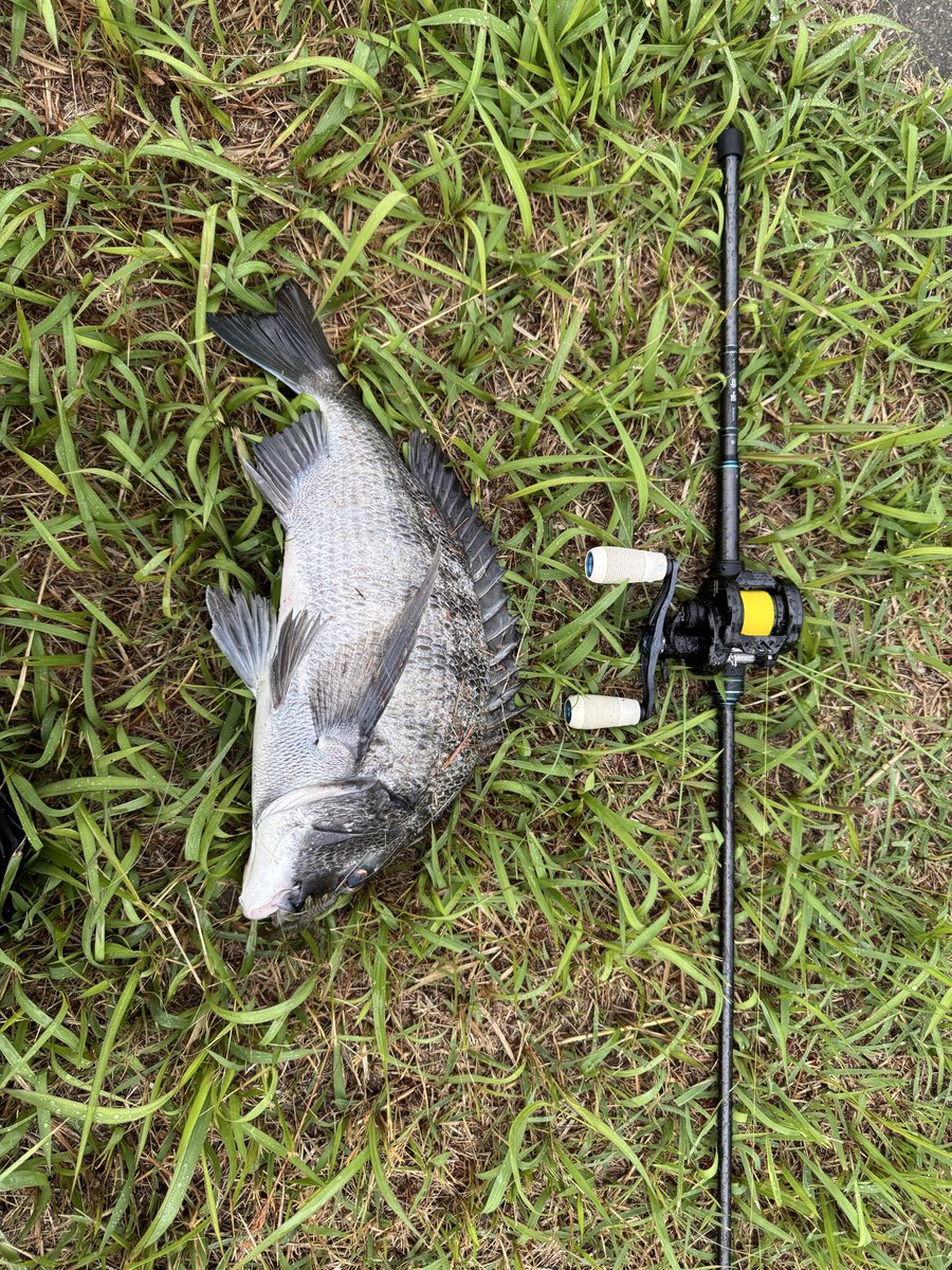 ケミカルリアクション　ローリー　トップブリッジ　ローカル　エニードープ　レイミア ケミカルリアクション ローリー トップブリッジ ローカル