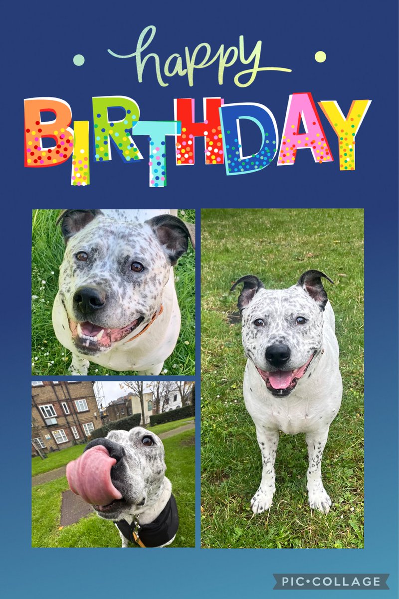It’s my 10th burfday cos I’m poorly we isn’t doing a big celebration mummy will make me pup cakes when I’m better but I do get my new toy 🐶💙 #dogsofX #birthdayboy