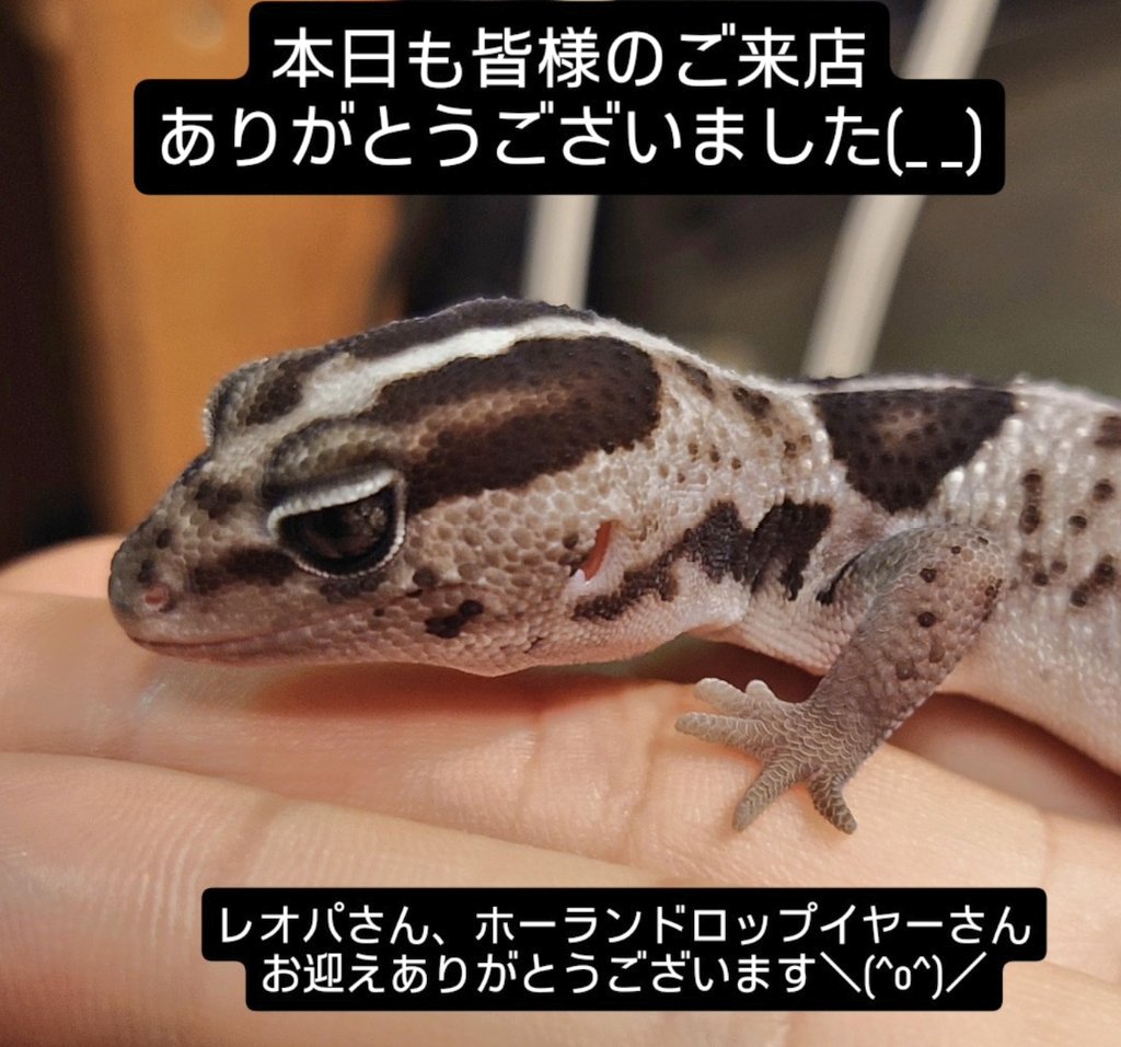 レオニードまとめ売り/バラ売り 売り切れ注意!! SPEEDCAT｜ビームス ららぽーとEXPOCITY｜BEAMS