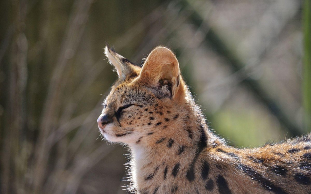 Serval Every Hour! (@servaleveryhr) on Twitter photo 