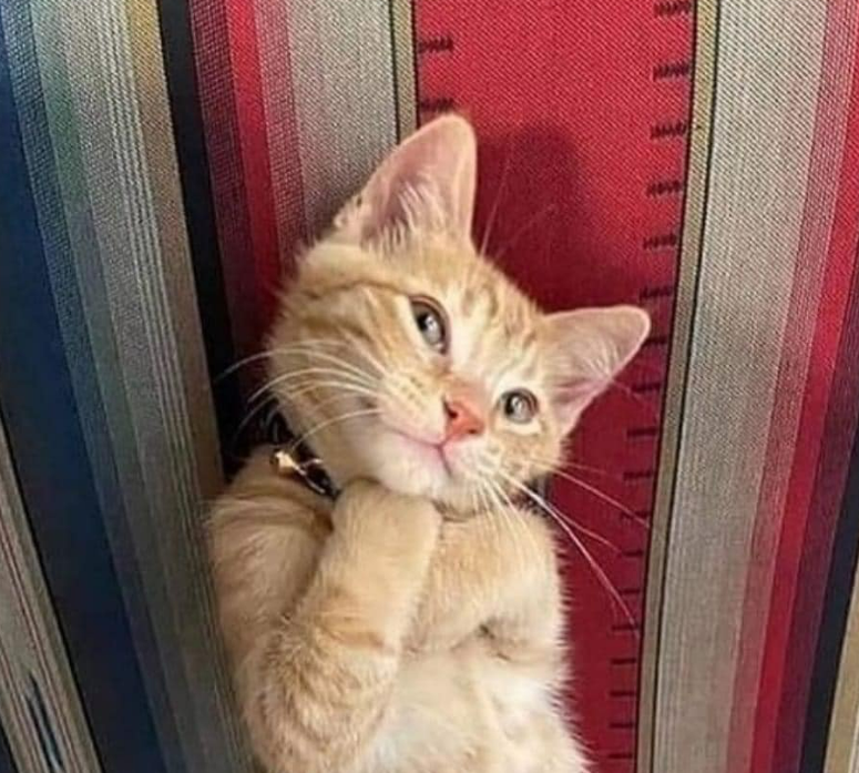 Amanda 🔶 tweet media