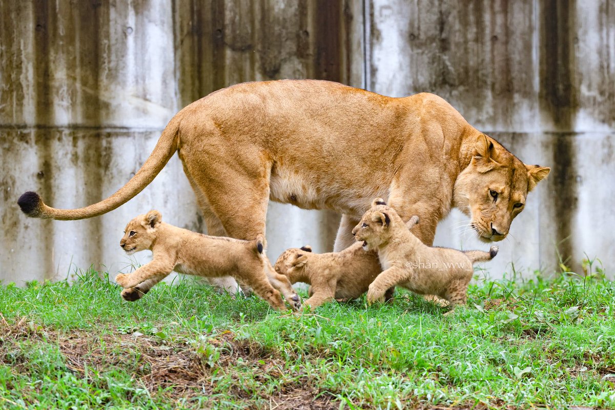 のんほいパークのライオン三つ子がXで人気、家族の日常が話題