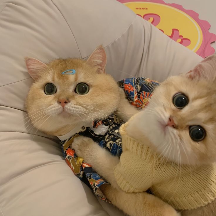 nekocatts's tweet image. Cute babies 😻
