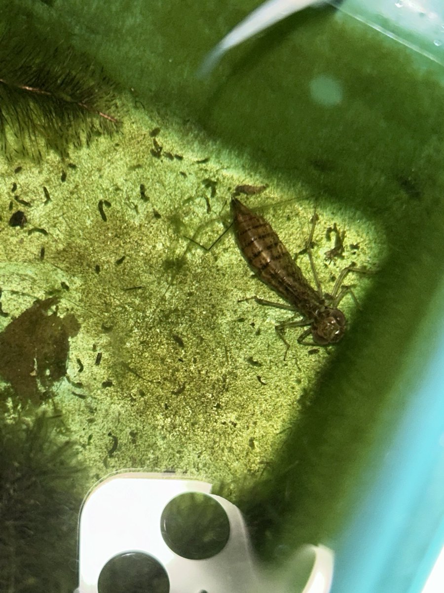 プラス(+-)マイナス tweet media