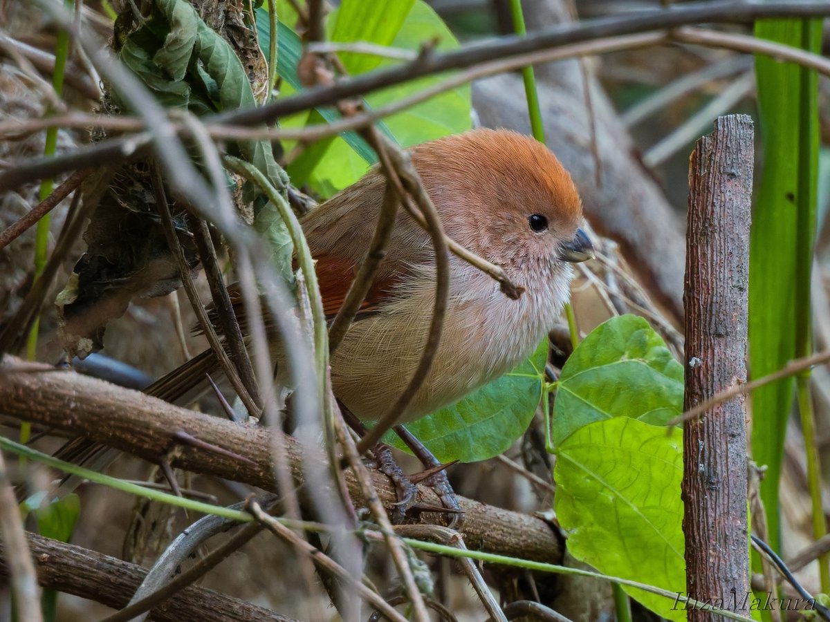 tongtonglover9's tweet image. #韓国出張_2025_10_24 #P950 #ダルマエナガ
解像だとこれがベストショットかな