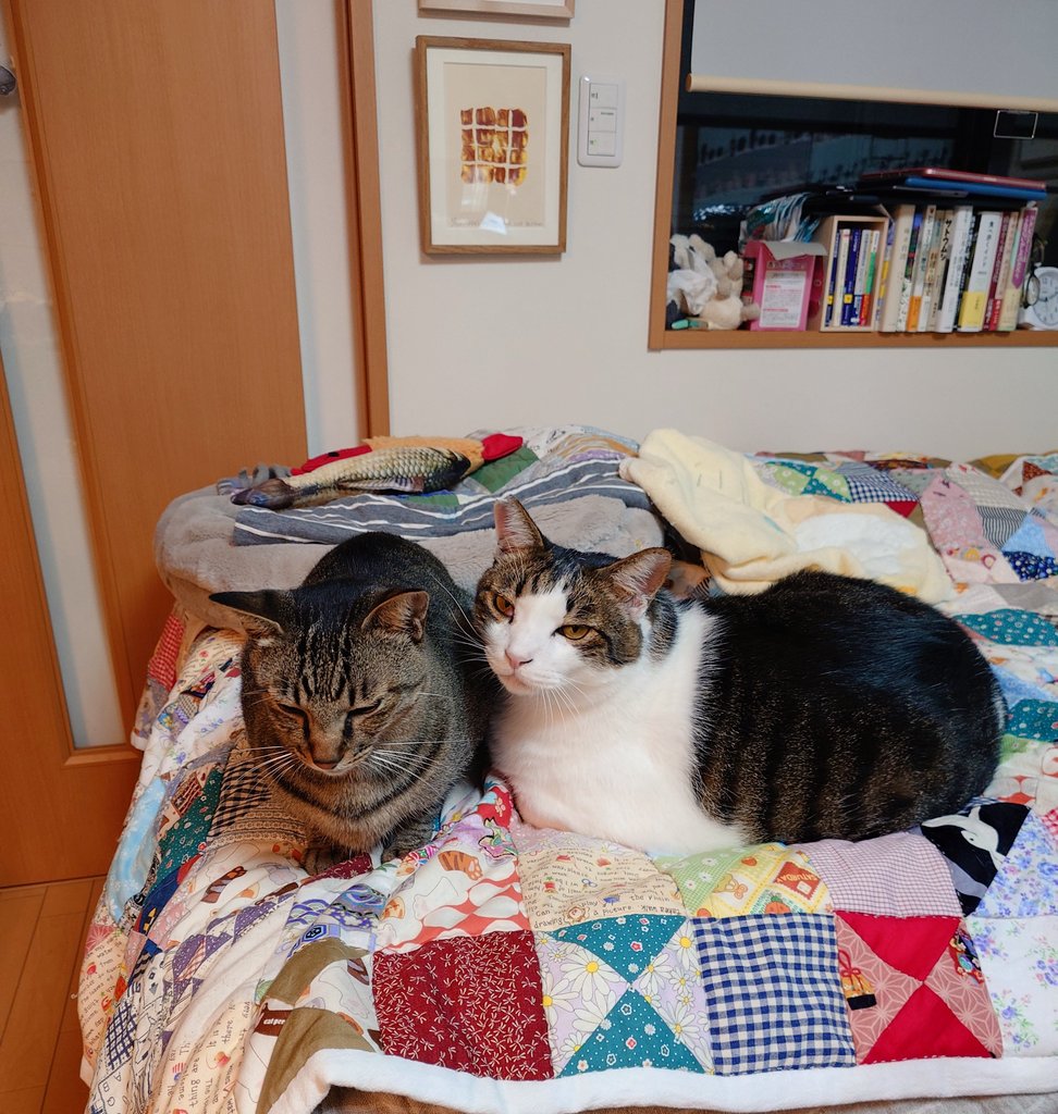 ꕤ︎︎ちびすけ‪‪‪٩(๑❛ᴗ❛๑)۶さん専用ꕤ︎︎ ٩(๑❛ᴗ❛๑)۶ on X: 