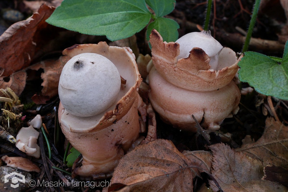 ウルトラキュートなGeastrum...
すごいことになってる