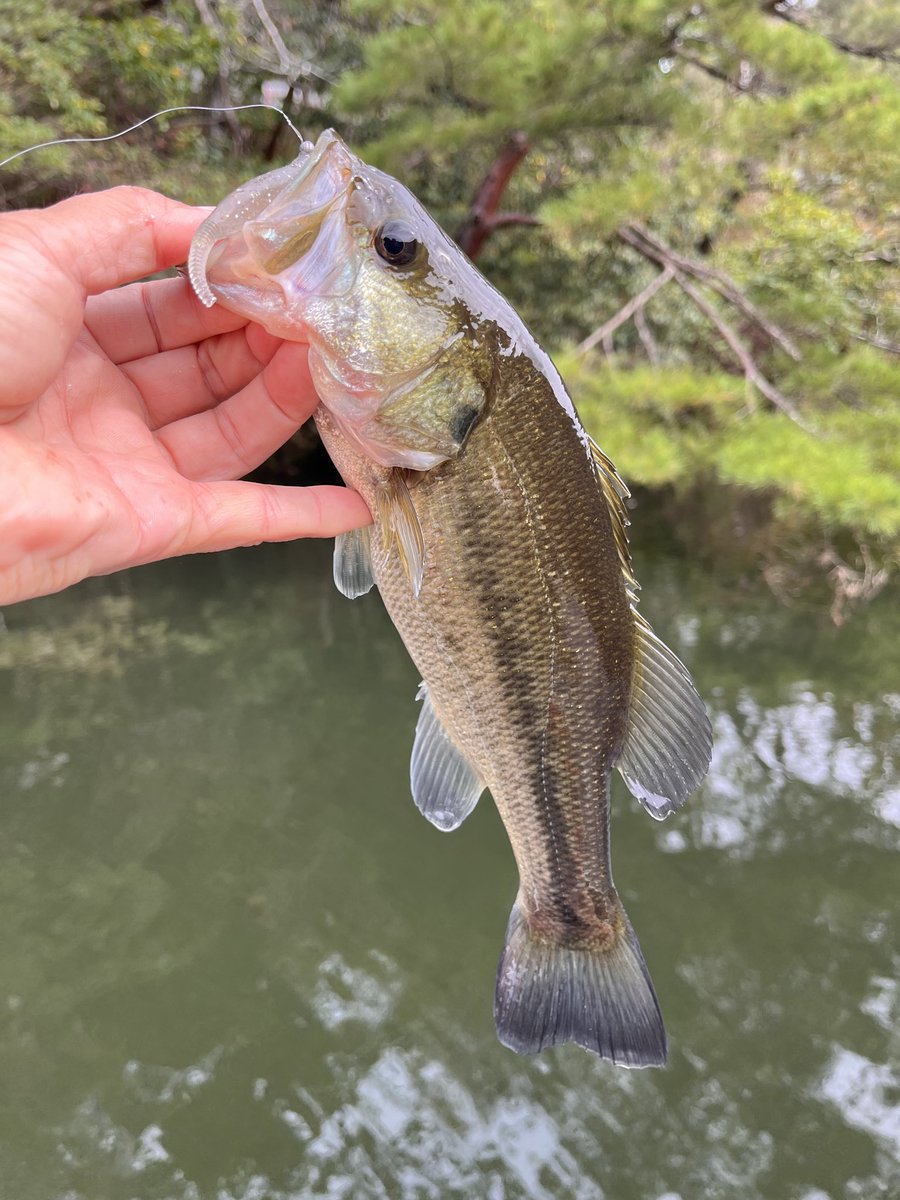 【まるりん】 まるりん@レクチャーガイド受付中！ (@anglermarurin) / Posts / X